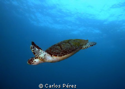 Getting some fresh Air this Beauty shows up at the end of... by Carlos Pérez 